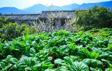 花少中的心灵鸡汤_少听心灵鸡汤下一句_少听心灵鸡汤的说说